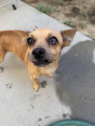 Found/Stray Male Dog last seen Ashlan and 99 Fresno ca, Fresno, CA 93705