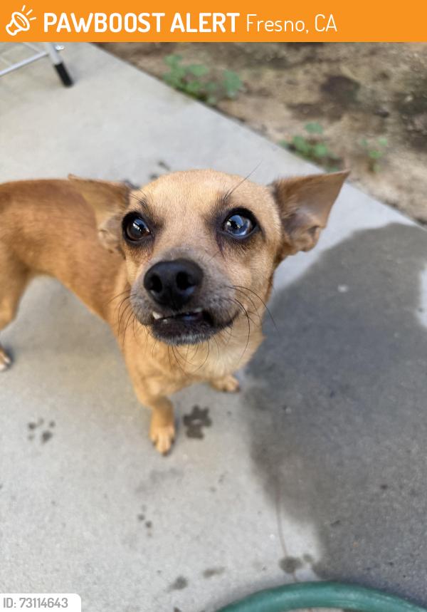 Found/Stray Male Dog last seen Ashlan and 99 Fresno ca, Fresno, CA 93705