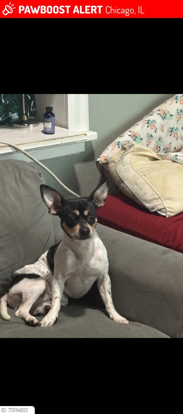 Lost Male Dog last seen California and Lunt, Chicago, IL 60645