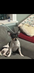 Lost Male Dog last seen California and Lunt, Chicago, IL 60645