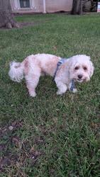 Reunited Male Dog last seen Red quill and mt riga, San Antonio, TX 78216