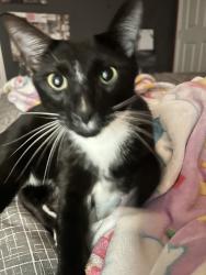 Found/Stray Female Cat last seen tapestry residence on carroll street, Kissimmee, FL 34741