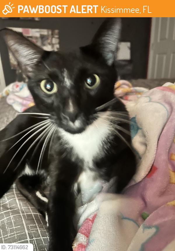 Found/Stray Female Cat last seen tapestry residence on carroll street, Kissimmee, FL 34741