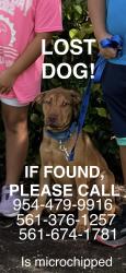 Reunited Male Dog last seen Near boca entrada blvd, boca raton, Boca Raton, FL 33428