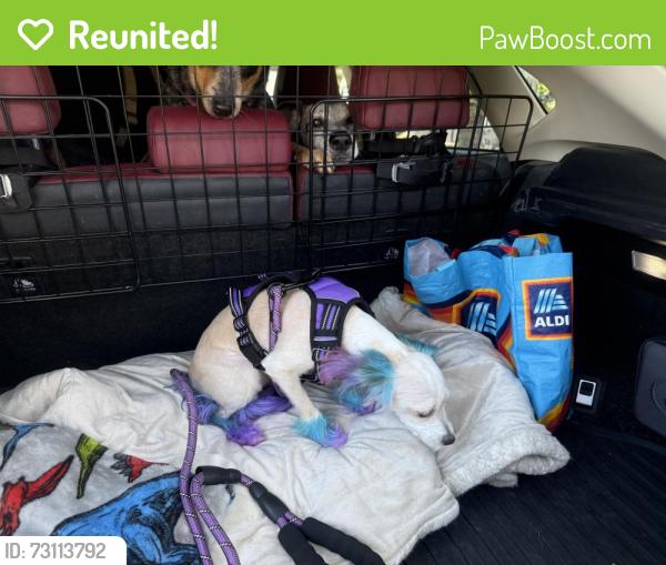 Reunited Female Dog last seen Near 12255 Kirkham Rd #100, Poway, CA 92064, Poway, CA 92064