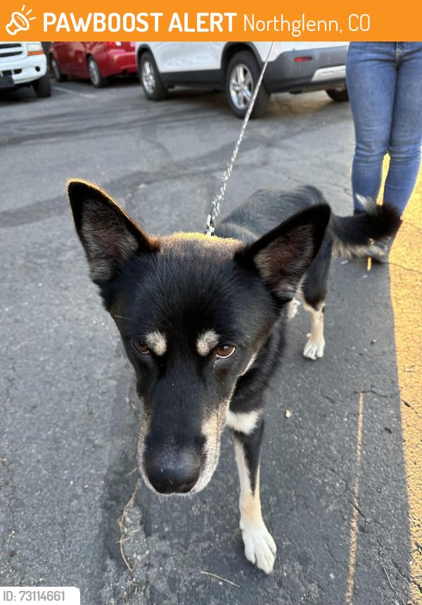 Found/Stray Male Dog last seen Northglenn Police station, Northglenn, CO 80234