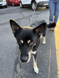 Found/Stray Male Dog last seen Northglenn Police station, Northglenn, CO 80234