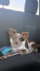 Lost Female Dog last seen east porter avenue, Des Moines, IA 50315