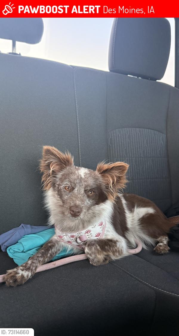 Lost Female Dog last seen east porter avenue, Des Moines, IA 50315