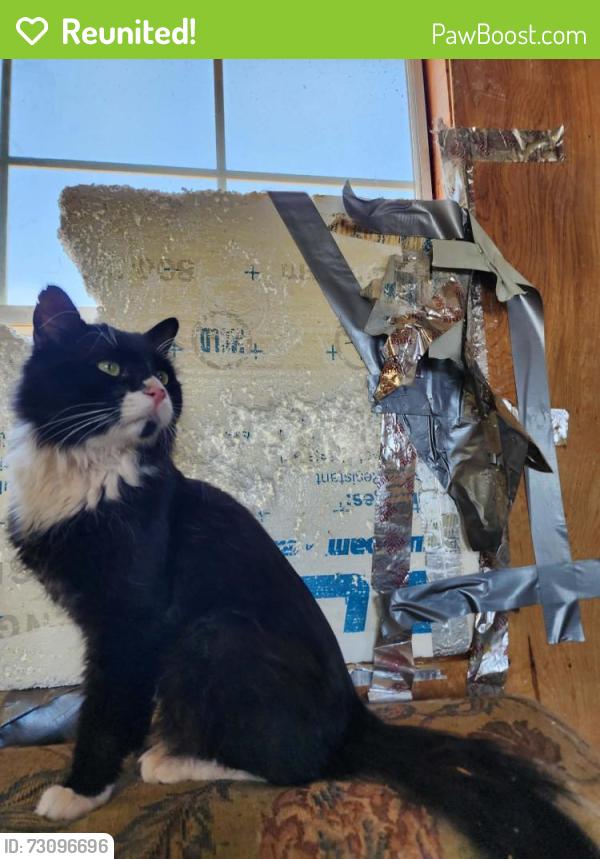 Reunited Male Cat last seen Junction and Royal Palm Rd, Apache Junction, AZ 85119