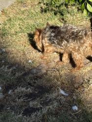 Reunited Male Dog last seen Robinhood, El Sobrante, CA 94803