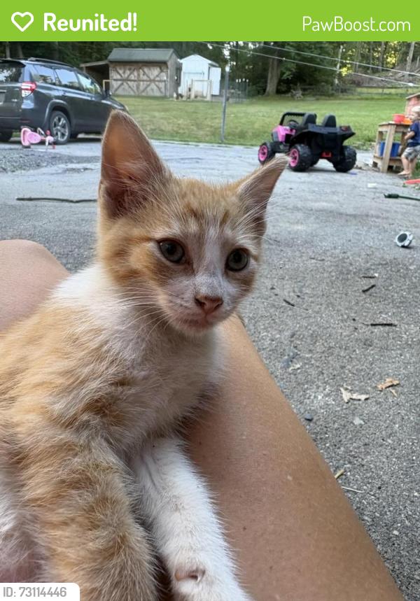 Reunited Male Cat last seen Resh Rd. And N. Ridge Rd., Reinholds, PA 17569