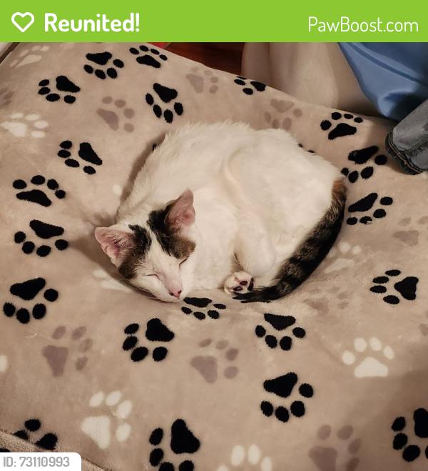 Reunited Female Cat last seen Princeton and tulip st, Philadelphia, PA 19135