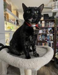 Reunited Female Cat last seen EL Camino & Tilton/ El Cerrito, San Mateo, CA 94401