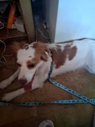 Found/Stray Female Dog last seen Sutorus and engender rd crystal springs fl, Crystal Springs, FL 33540