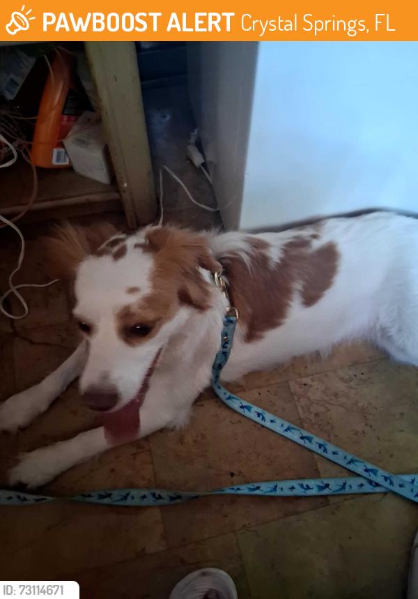 Found/Stray Female Dog last seen Sutorus and engender rd crystal springs fl, Crystal Springs, FL 33540