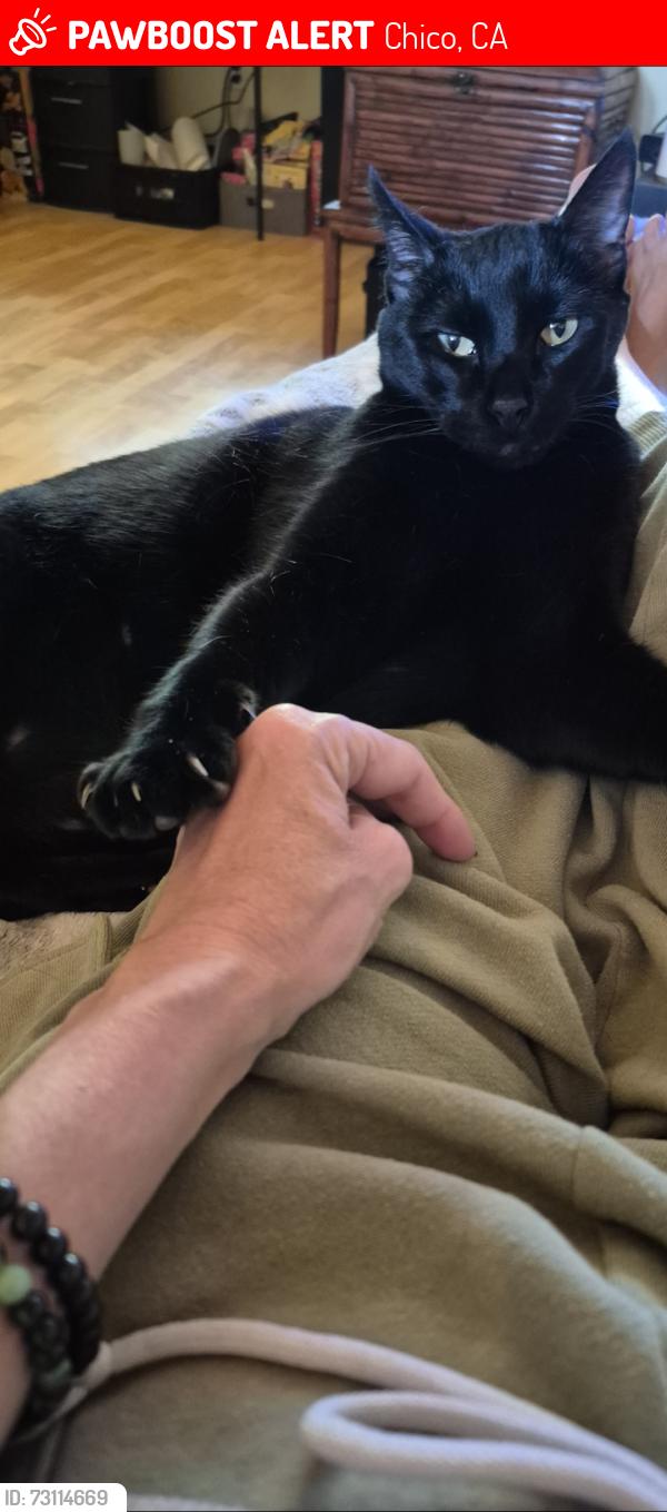 Lost Male Cat last seen Corner of W. 6th Ave and Citrus, Chico, CA 95926