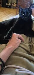 Lost Male Cat last seen Corner of W. 6th Ave and Citrus, Chico, CA 95926