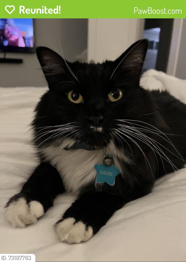 Reunited Female Cat last seen 8th & Fillmore, Denver, CO 80206
