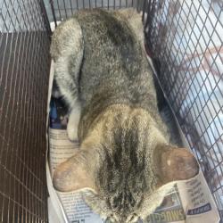 Shelter Stray Male Cat last seen Near BLOCK OD STOREYWOOD, 4710 TX-151, San Antonio, TX 78227, USA