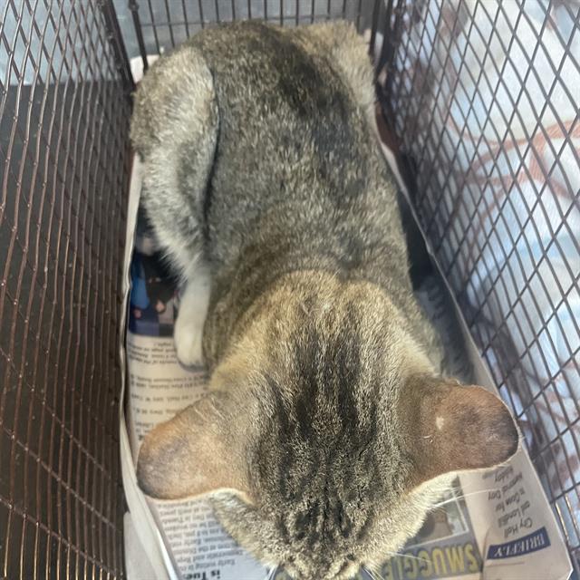 Shelter Stray Male Cat last seen Near BLOCK OD STOREYWOOD, 4710 TX-151, San Antonio, TX 78227, USA