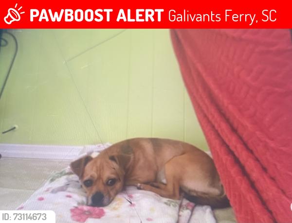 Lost Male Dog last seen Near Hwy 308 Galivants ferry sc, Galivants Ferry, SC 29544