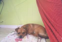Lost Male Dog last seen Near Hwy 308 Galivants ferry sc, Galivants Ferry, SC 29544