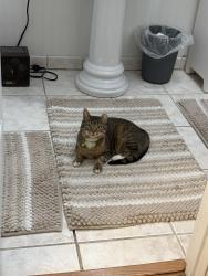 Lost Female Cat last seen San Pedro and commanche, Albuquerque, NM 87110