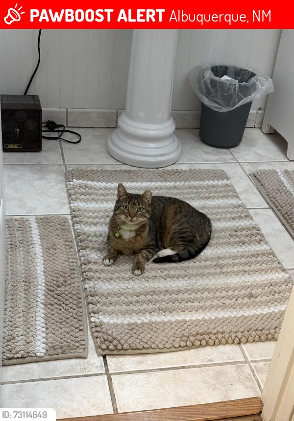 Lost Female Cat last seen San Pedro and commanche, Albuquerque, NM 87110