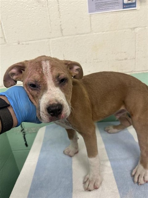 Shelter Stray Male Dog last seen RIO VIALE CT & RIVERSIDE BLVD, 2127 Front St, Sacramento, CA 95818, USA