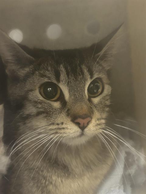 Shelter Stray Female Cat last seen Near BLOCK 116TH AVE SE, KENT WA 98030, 21615 64th Ave S, Kent, WA 98032, USA