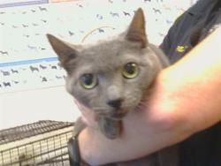 Shelter Stray Female Cat last seen HOLWORTHY WAY/GALBRATH DR, 95842, 3839 Bradshaw Rd, Sacramento, CA 95827, USA
