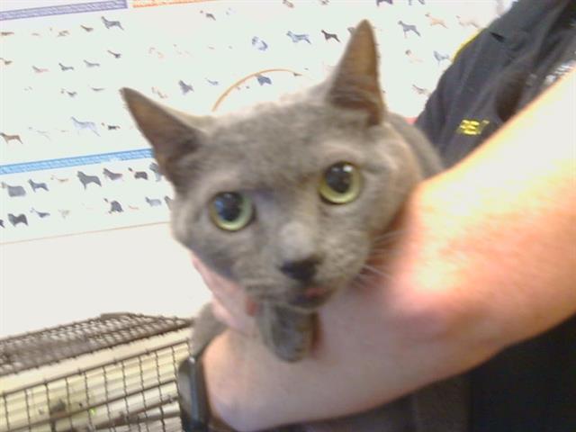 Shelter Stray Female Cat last seen HOLWORTHY WAY/GALBRATH DR, 95842, 3839 Bradshaw Rd, Sacramento, CA 95827, USA
