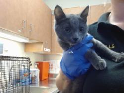 Shelter Stray Male Cat last seen HOLWORTHY WAY/GALBRATH DR, 95842, 3839 Bradshaw Rd, Sacramento, CA 95827, USA
