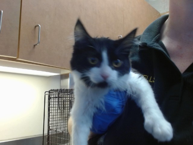 Shelter Stray Female Cat last seen HOLWORTHY WAY/GALBRATH DR, 95842, 3839 Bradshaw Rd, Sacramento, CA 95827, USA