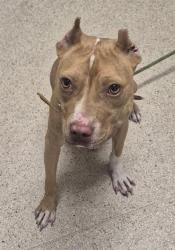 Shelter Stray Female Dog last seen Near BLOCK ROSEDALE HWY, BAKERSFIELD CA 93314, 3951 Fruitvale Ave, Bakersfield, CA 93308, USA