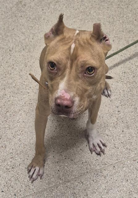 Shelter Stray Female Dog last seen Near BLOCK ROSEDALE HWY, BAKERSFIELD CA 93314, 3951 Fruitvale Ave, Bakersfield, CA 93308, USA