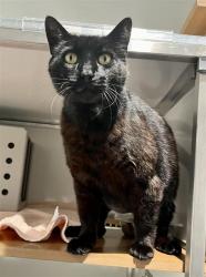 Shelter Stray Male Cat last seen XPROSPECT/CORTLAND, 1419 Bryant St, San Francisco, CA 94103, USA