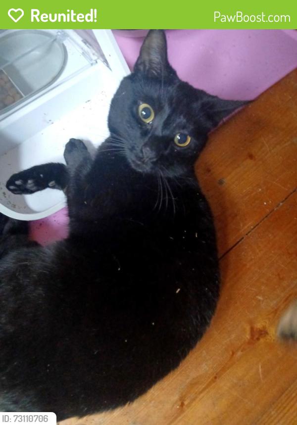 Reunited Female Cat last seen Near Eton Avenue N120BB, Greater London, England N12 0BB