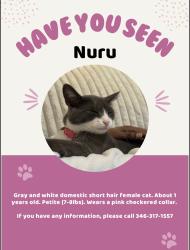 Lost Female Cat last seen Long Flower Ct & Twin Knolls Ln, Fulshear, TX 77441