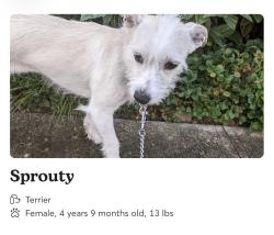 Reunited Female Dog last seen Waverley and Sacramento, Lakewood, WA 98499