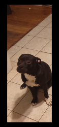 Lost Female Dog last seen St Joseph hosp, Milwaukee, WI 53210
