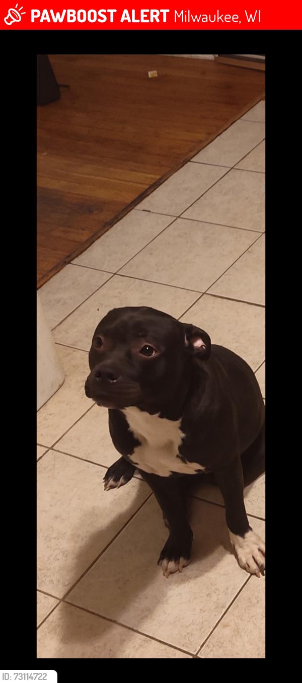 Lost Female Dog last seen St Joseph hosp, Milwaukee, WI 53210