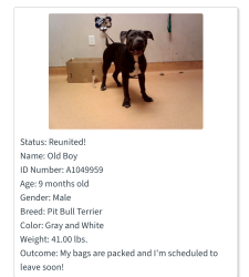 Reunited Male Dog last seen South 6th Street Richmond ca, Richmond, CA 94804