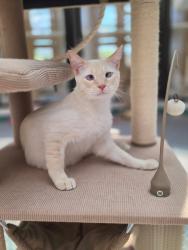 Reunited Male Cat last seen By redlands park, Albuquerque, NM 87120