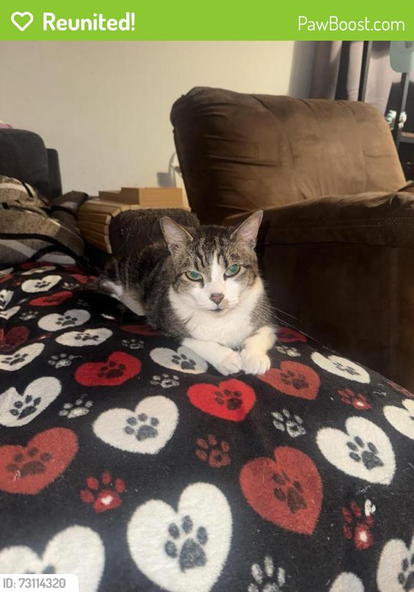 Reunited Male Cat last seen Gumbranch, western blvd, pineview rd, Jacksonville, NC 28546
