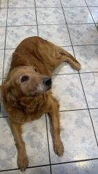 Reunited Female Dog last seen W st gertrude Pl, Santa Ana, CA 92707
