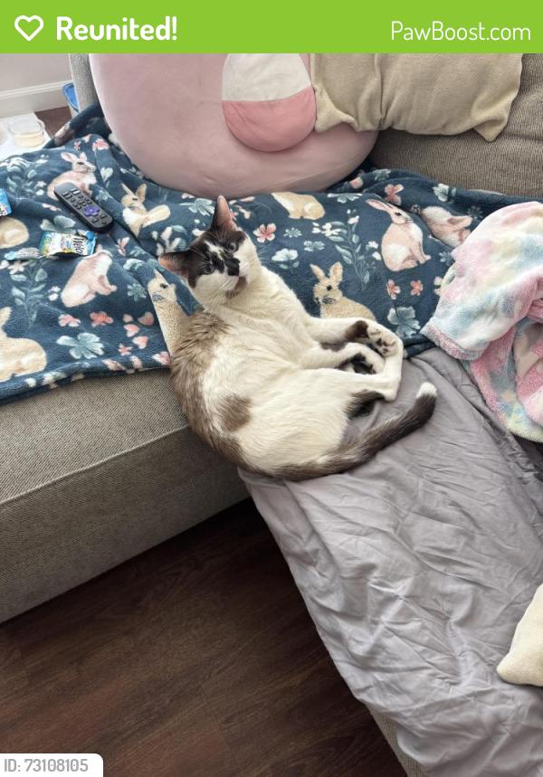 Reunited Male Cat last seen He jumped from the patio and he could be hiding in somewhere back yard, San Diego, CA 92103