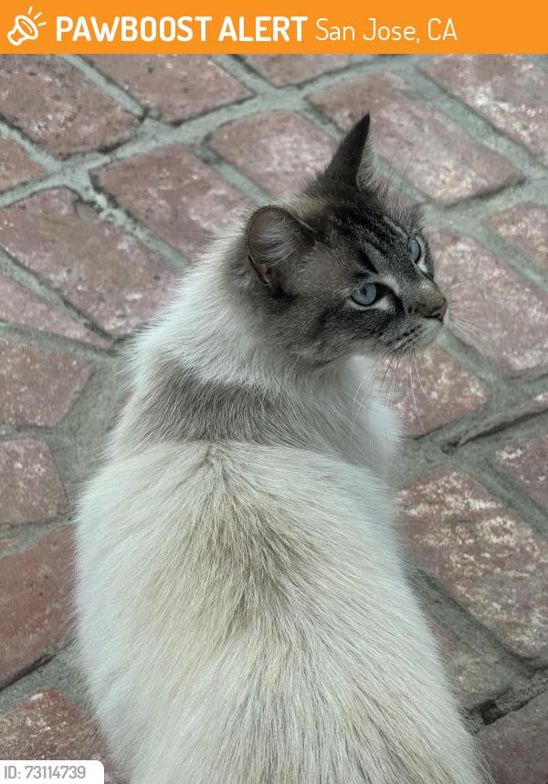 Found/Stray Unknown Cat last seen E, San Jose, CA 95136