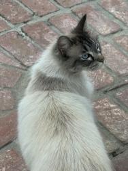 Found/Stray Unknown Cat last seen E, San Jose, CA 95136